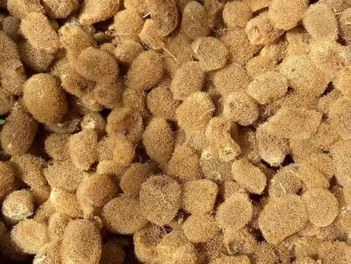 美彩国际卵茧