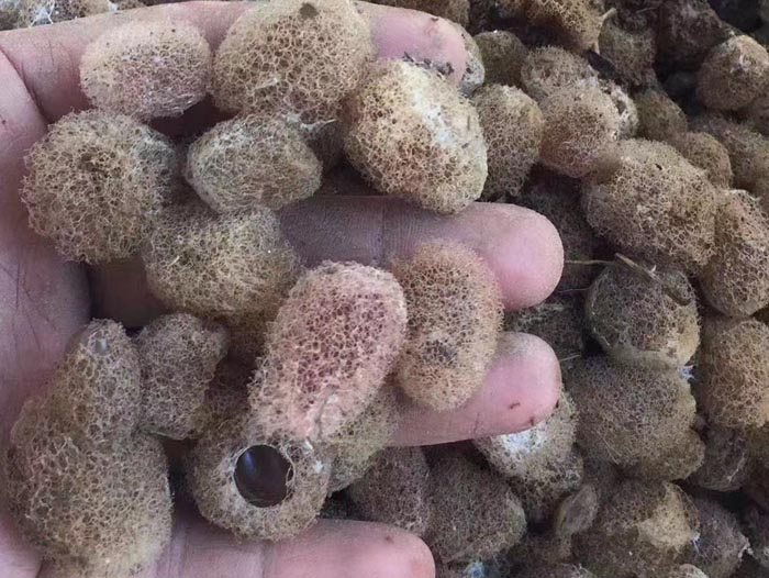 美彩国际卵茧
