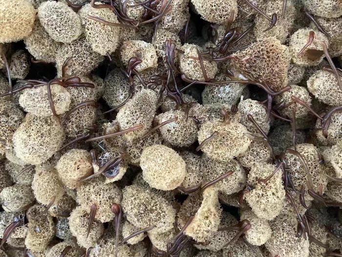 美彩国际卵茧