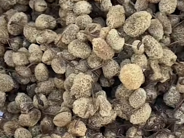 美彩国际卵茧