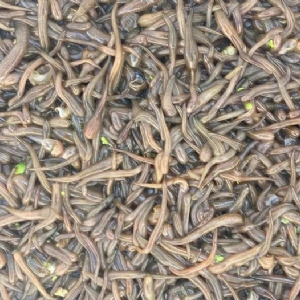 美彩国际卵茧