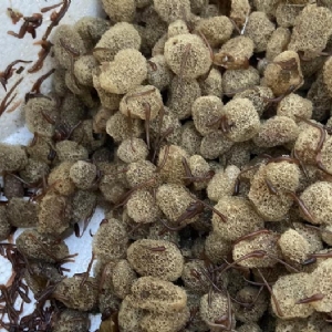 美彩国际卵茧