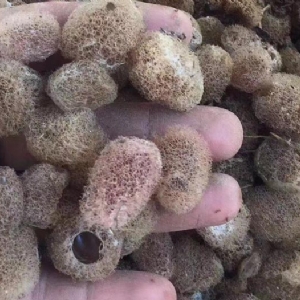 美彩国际卵茧