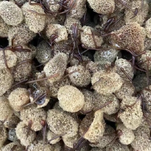 美彩国际卵茧