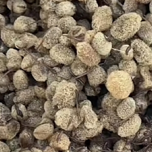美彩国际卵茧