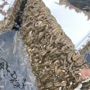 美彩国际成苗