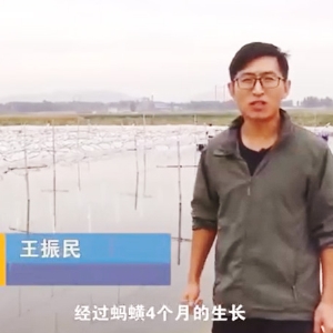 美彩国际收成流程